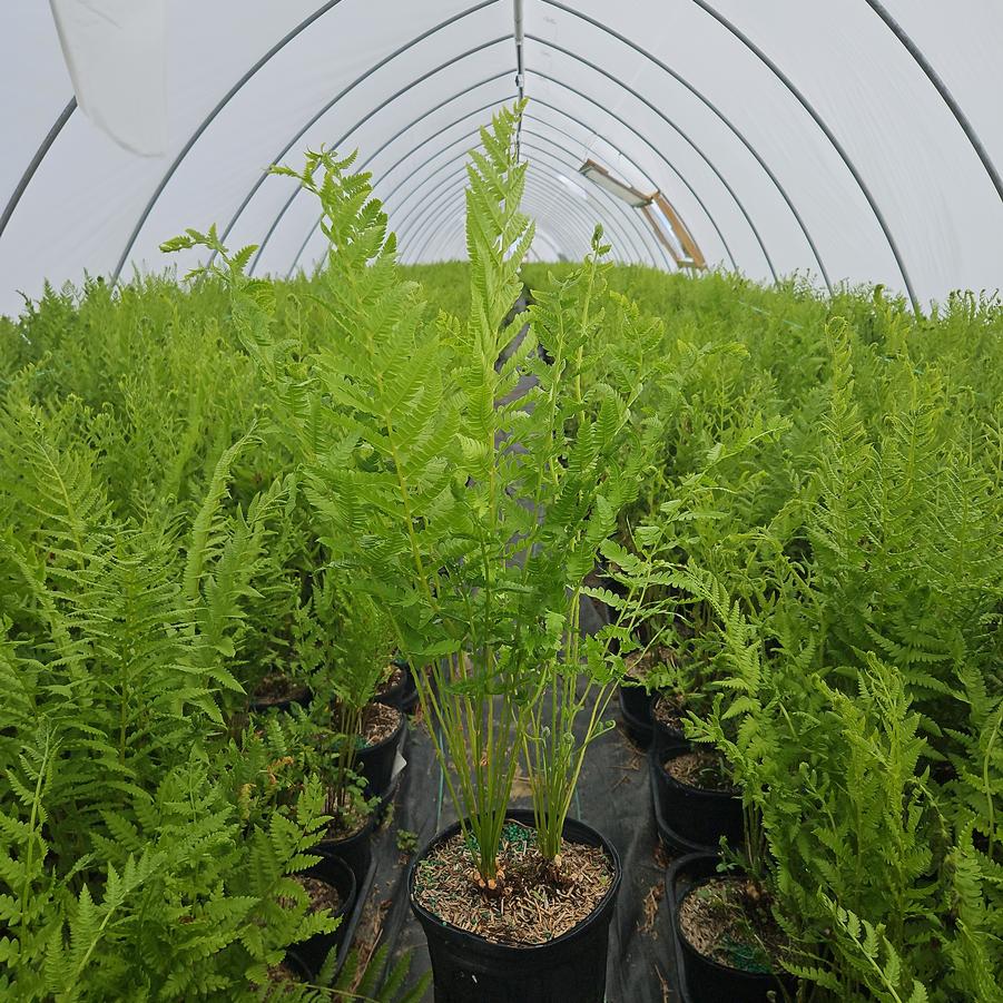 Osmunda cinnamomea 