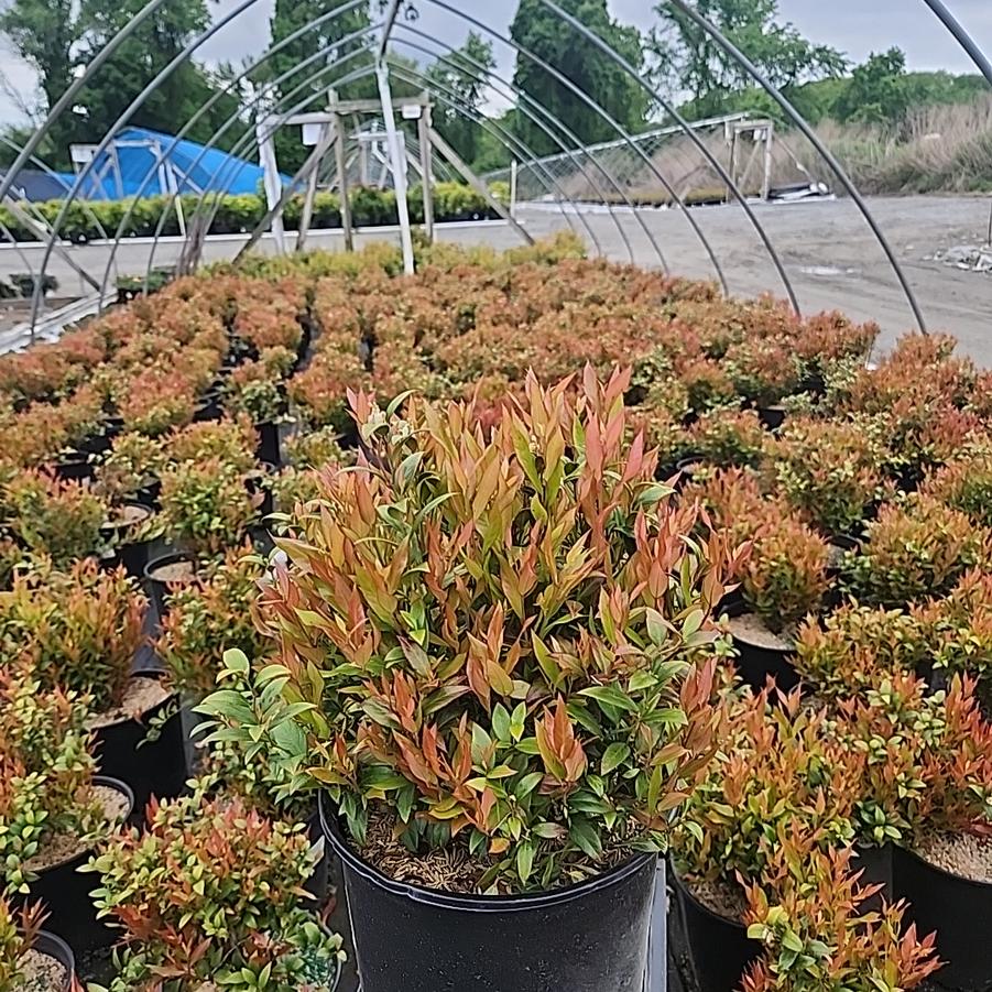 Leucothoe fontanesiana Leafscape™ 'Little Flames'