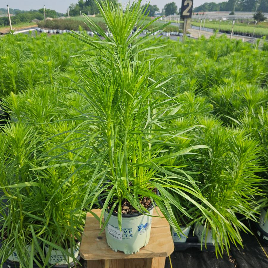 Liatris spicata 'Alba'