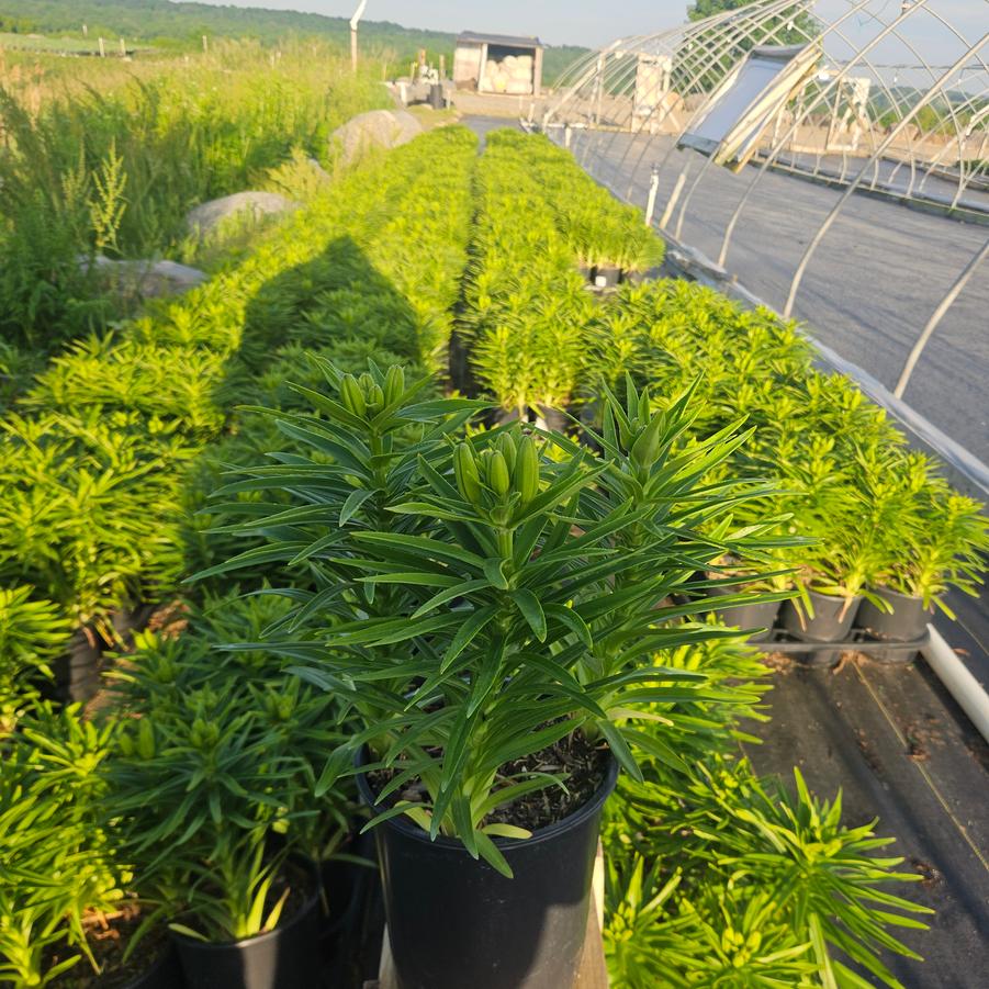 Lilium orientalis 'Stargazer'