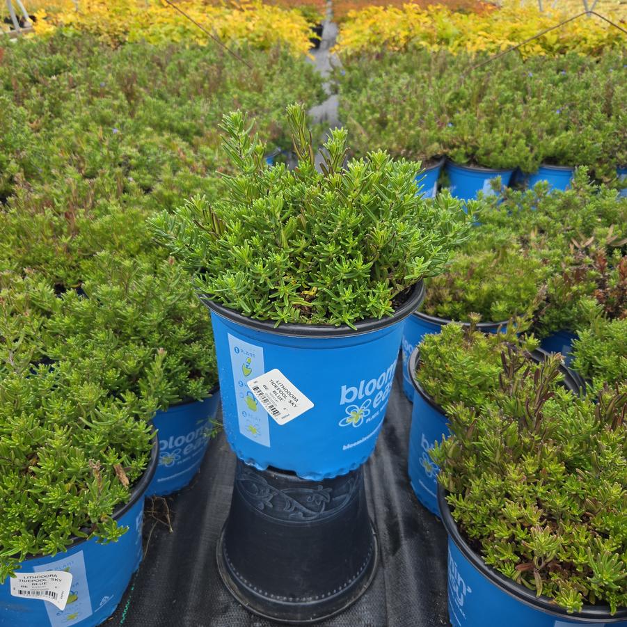 Lithodora Tidepool™ Sky Blue