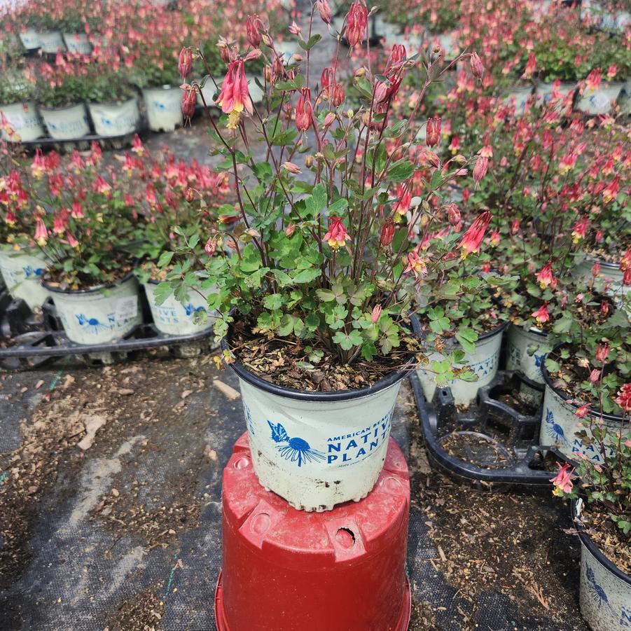 Aquilegia can. 'Little Lanterns'