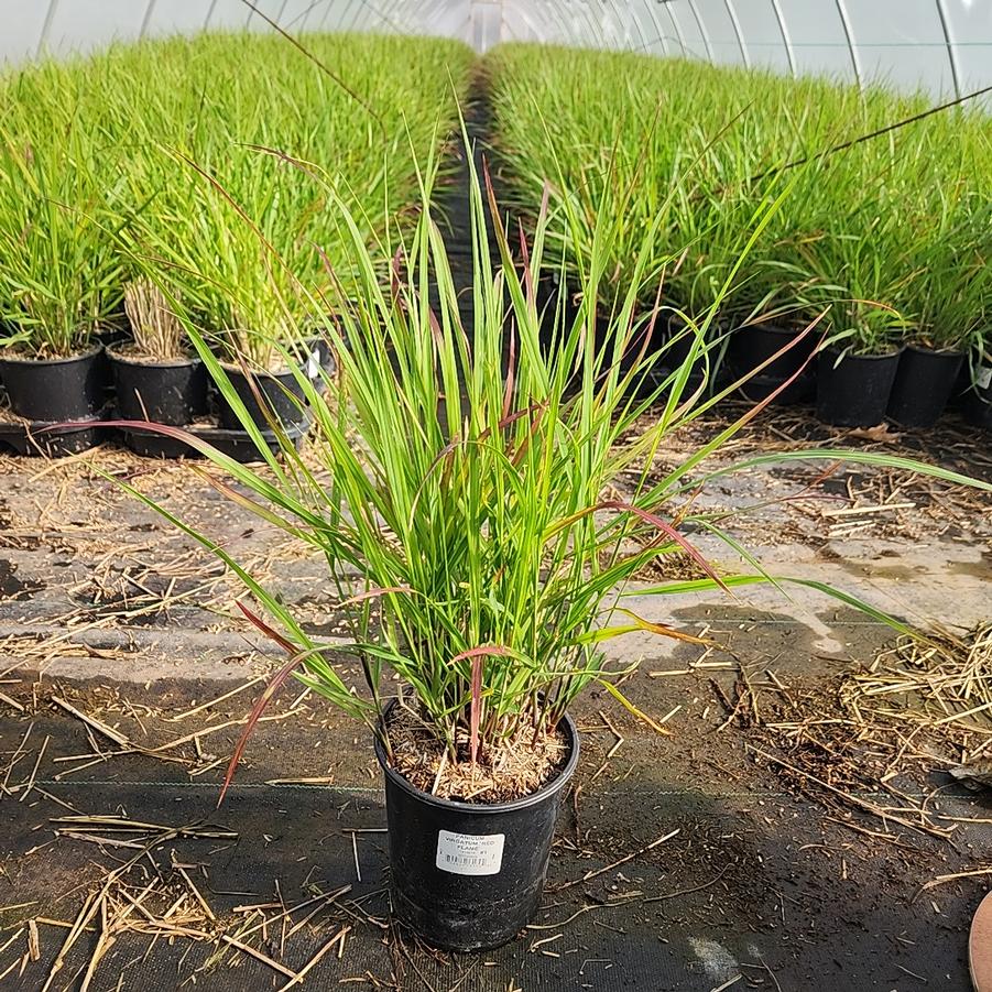 Panicum virgatum 'Red Flame'