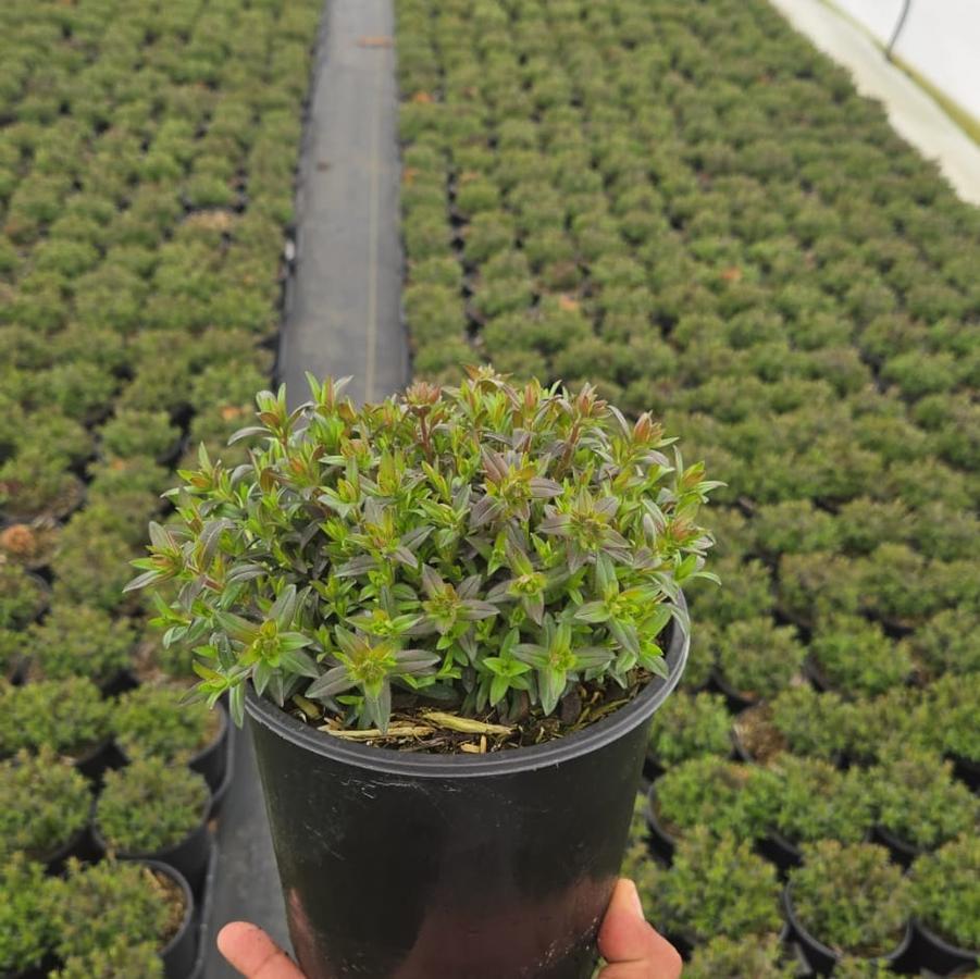 Phlox x 'Woodlander Pink'