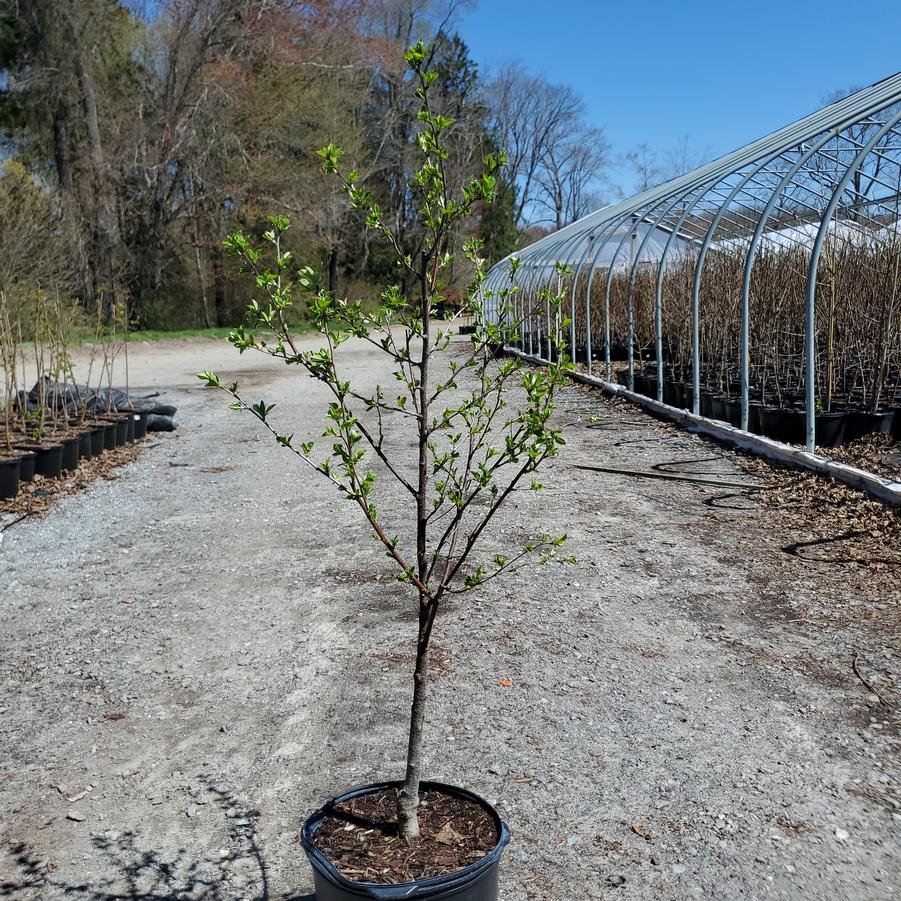 Prunus cerasus 'Meteor'