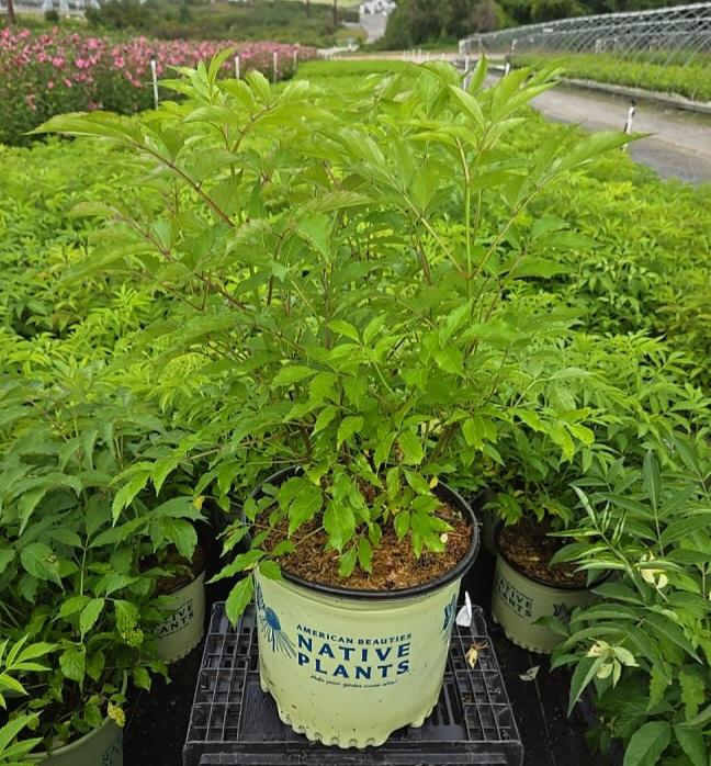 Sambucus canadensis Wyldewood