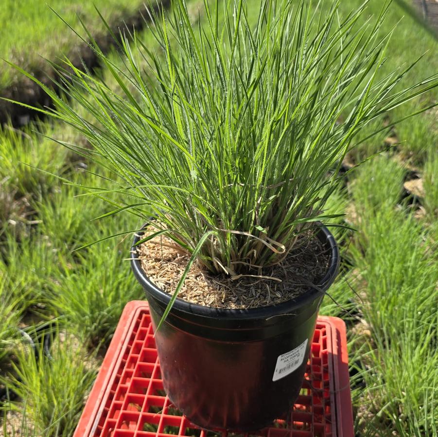 Schizachyrium scoparium 'Ha Ha Tonka'