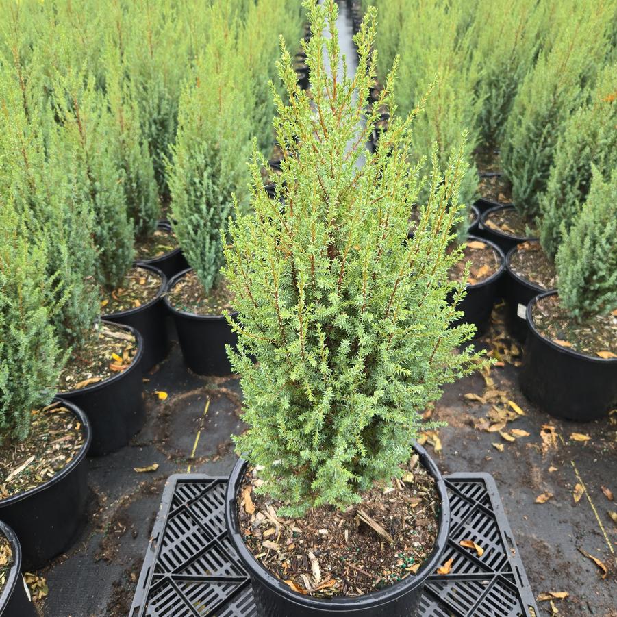 Juniperus communis 'Compressa'