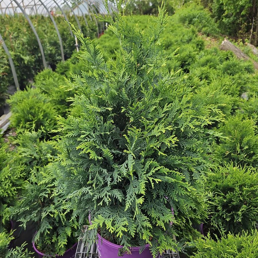 Thuja occidentalis Technito®