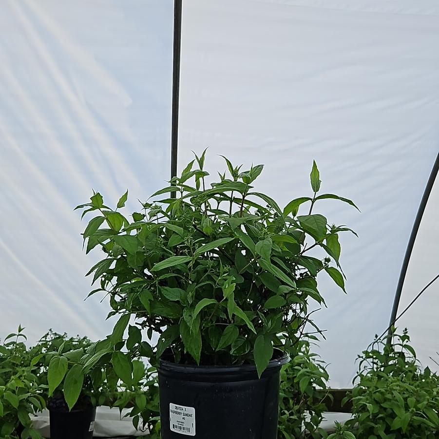 Deutzia x Raspberry Sundae