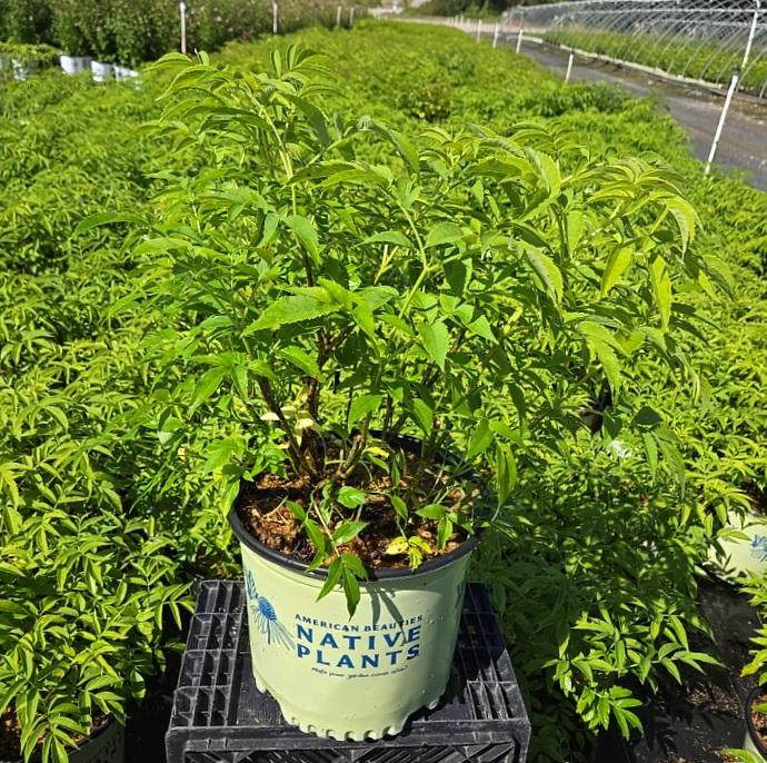 Sambucus canadensis 'Ranch'