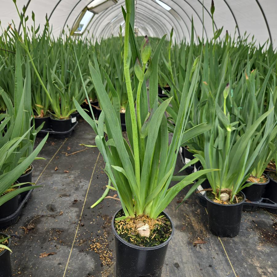 Iris germanica 'Paprika Fono'