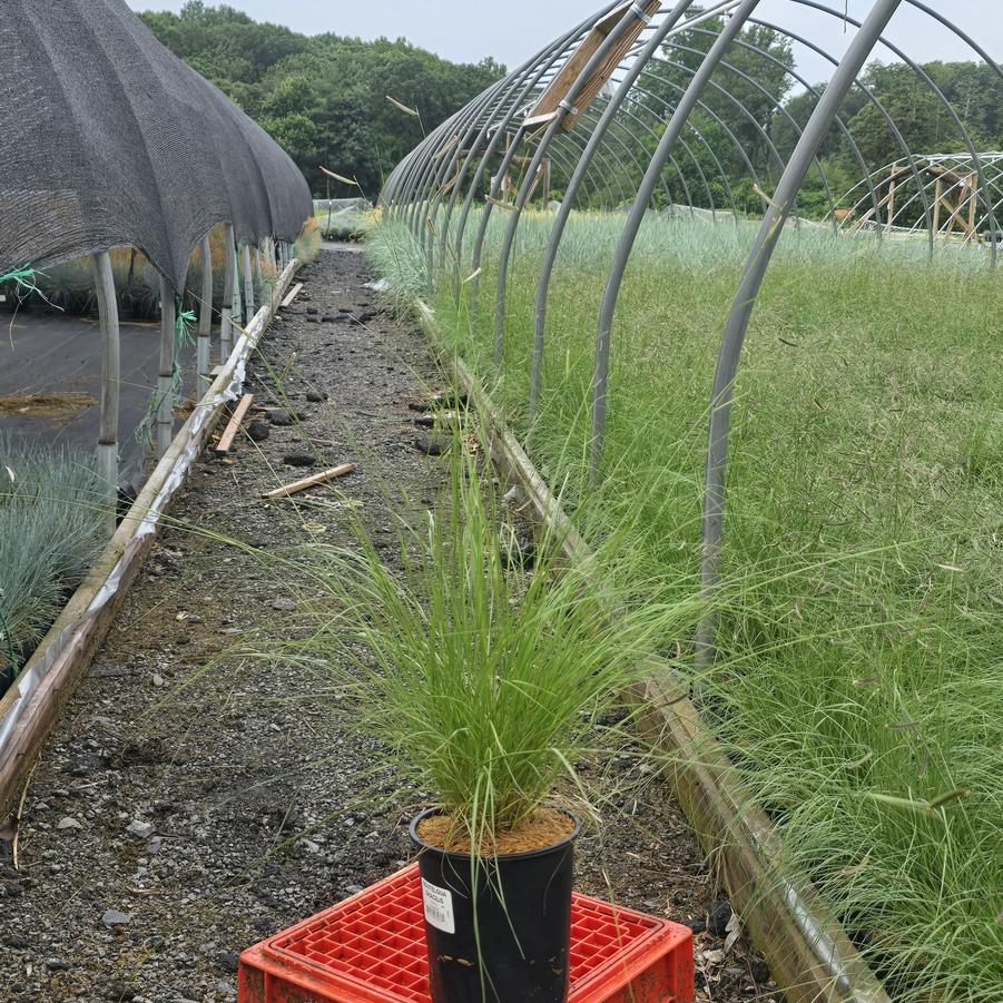 Bouteloua gracilis 