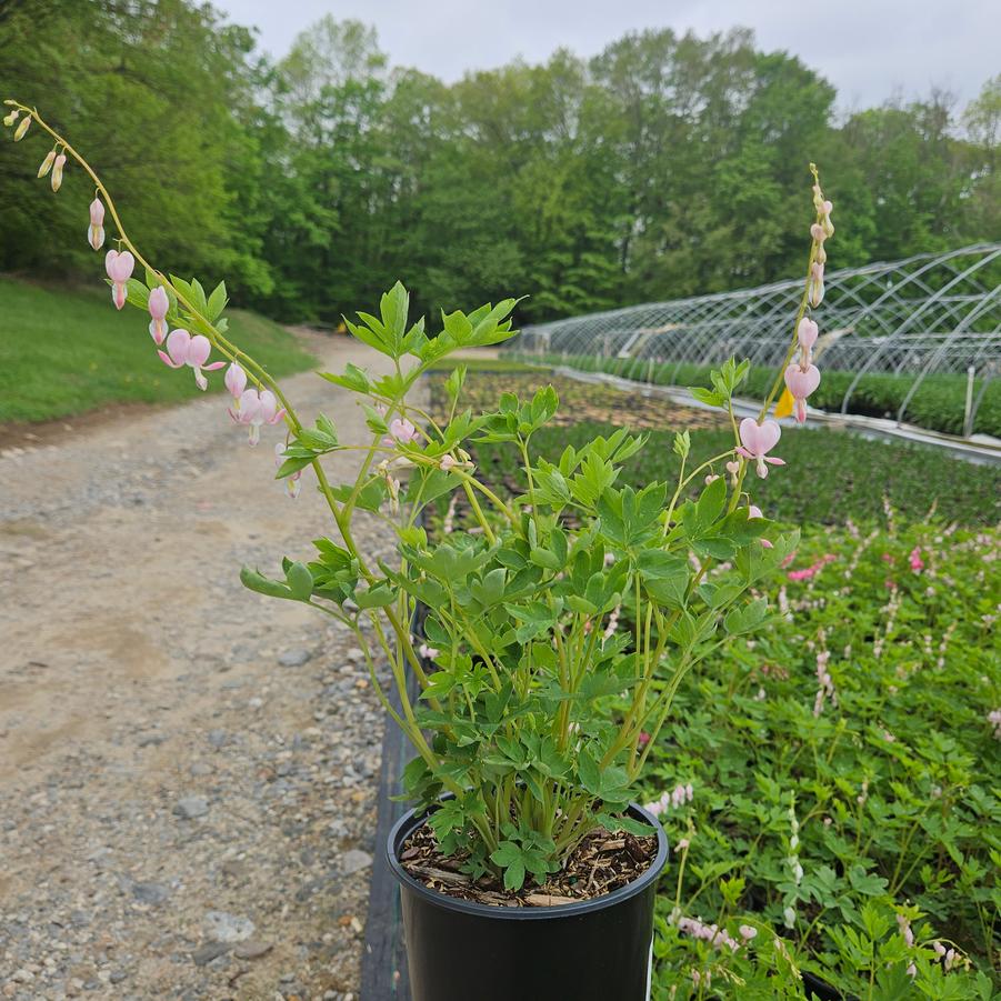 Dicentra spectabilis 'Cupid'