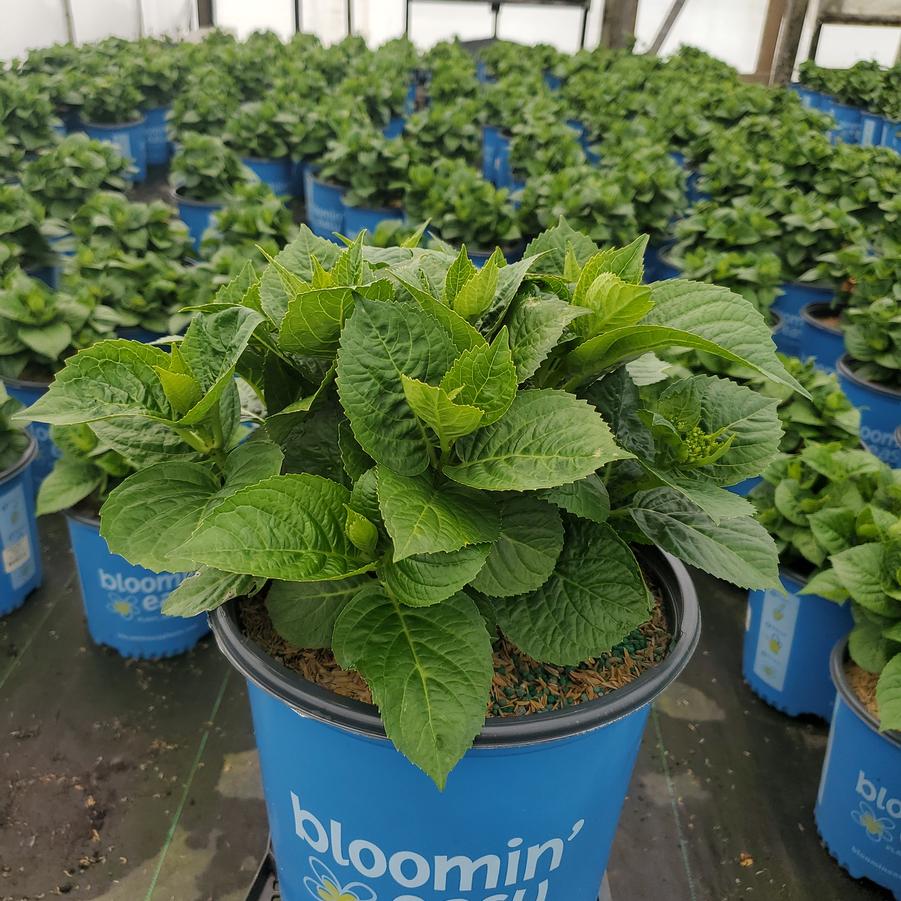 Hydrangea mac. Grin and Tonic™