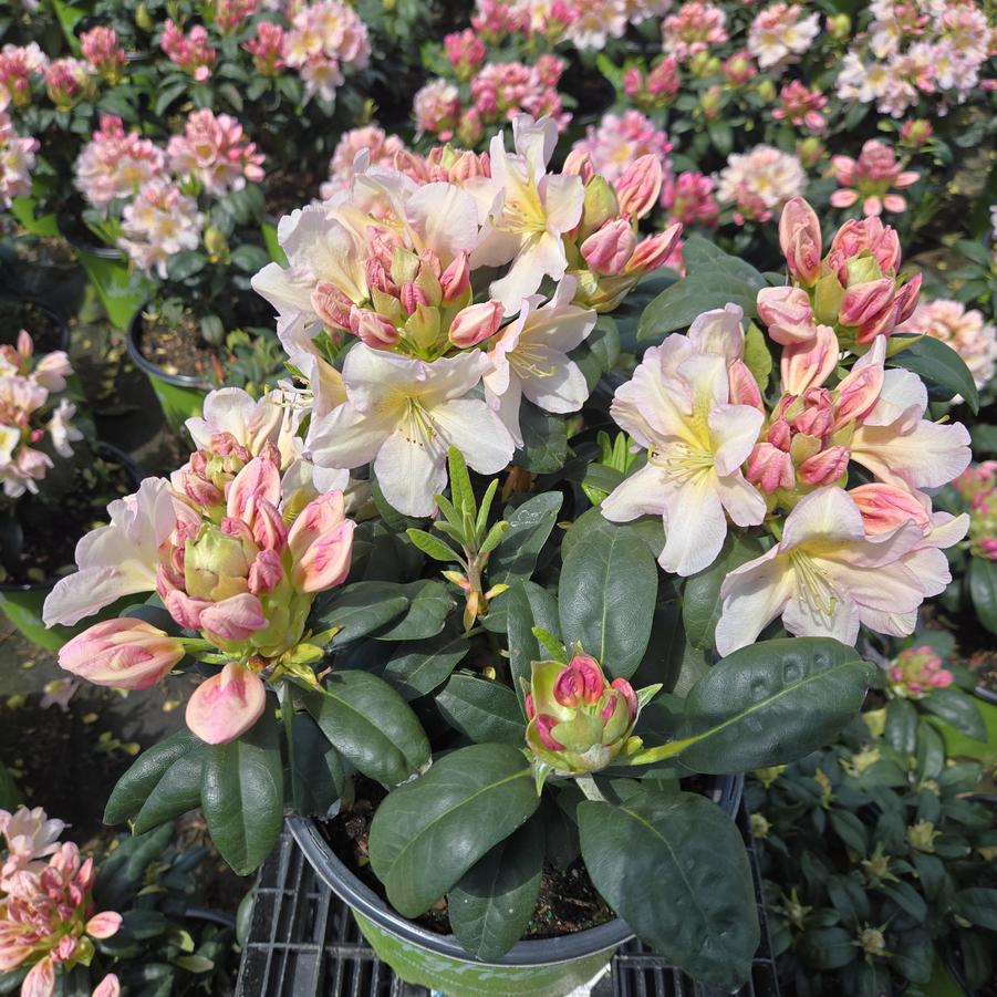 Rhododendron Holden's™ Peach