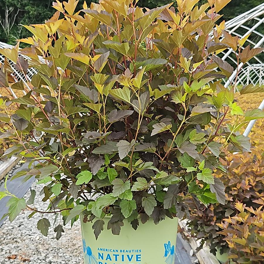 Physocarpus opu. Chroma Chameleon™