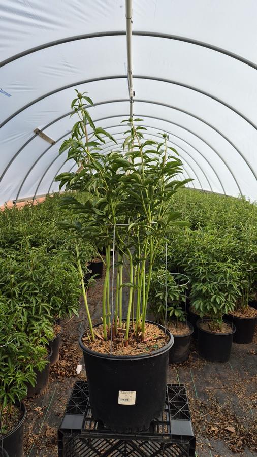 Paeonia lactiflora 'Monsieur Jules Elie'