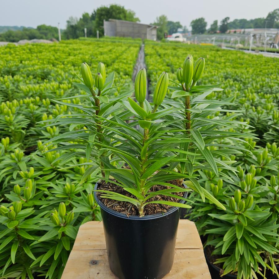 Lilium asiatic Fantasiatic Peach