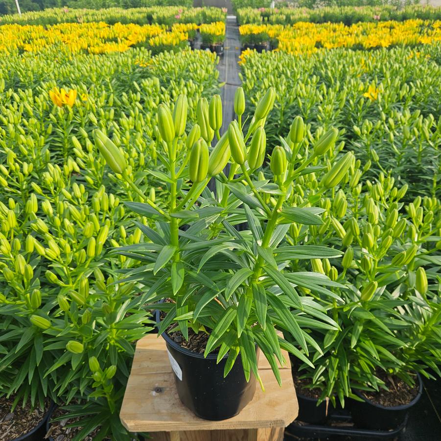 Lilium asiatic Fantasiatic White