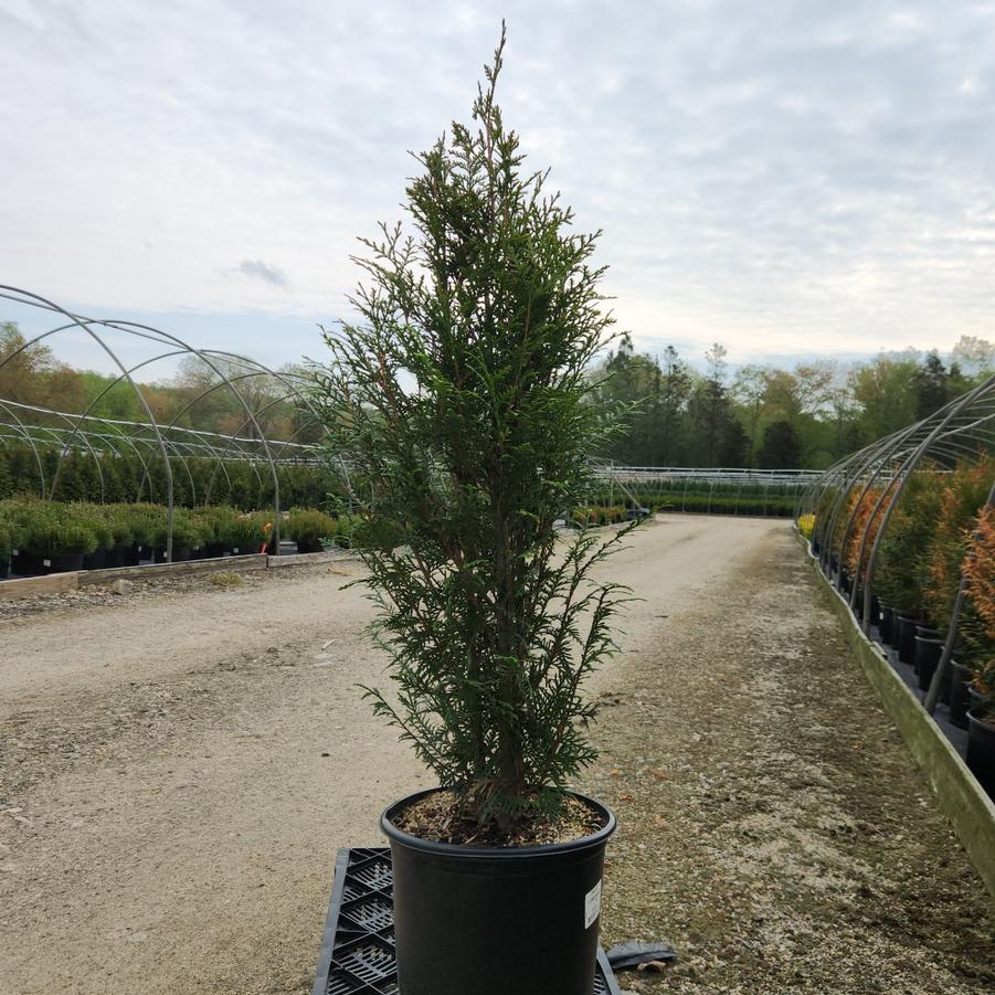 Thuja plicata Leprechaun™