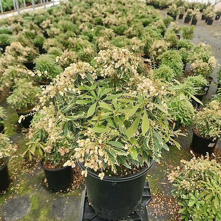 Pieris jap. Passion Party™ Pink Frost