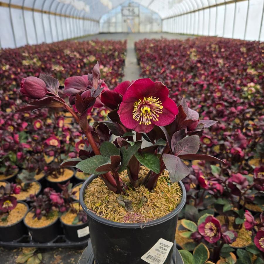 Helleborus x Frostkiss® Vibey Velvet™
