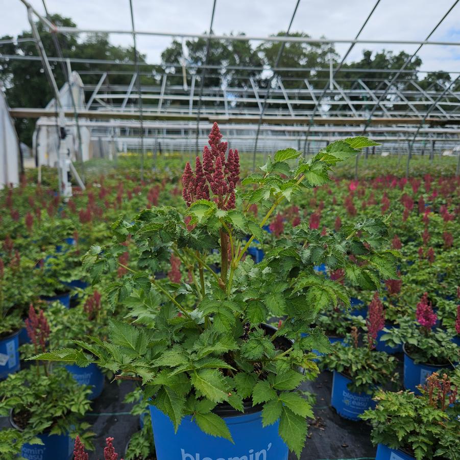 Astilbe chinensis You and Me Always®