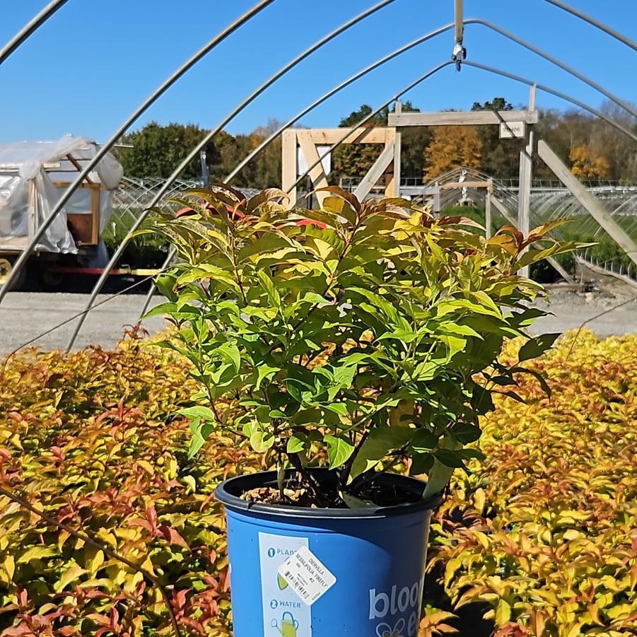Diervilla sessilifolia Firefly®