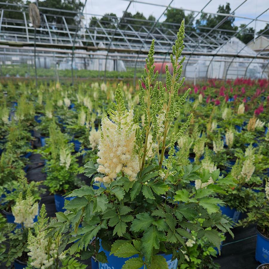 Astilbe chinensis You and Me Together®