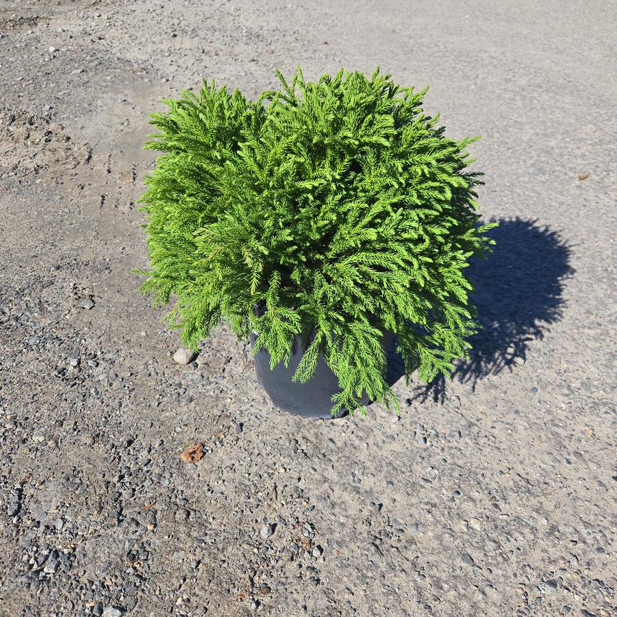 Cryptomeria japonica 'Globosa Nana'