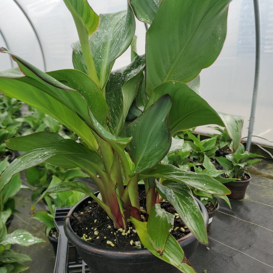 Canna x generalis Cannova® Rose