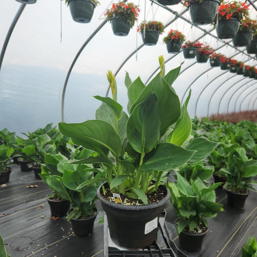 Canna x generalis Cannova® Yellow