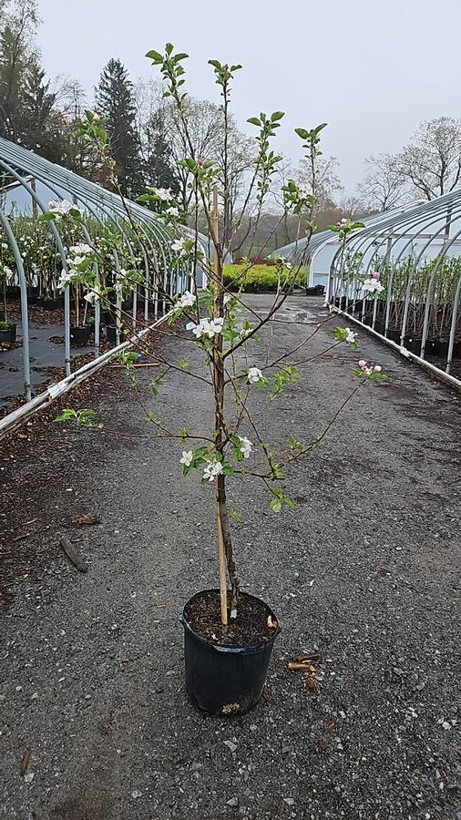 Malus domestica Goldrush