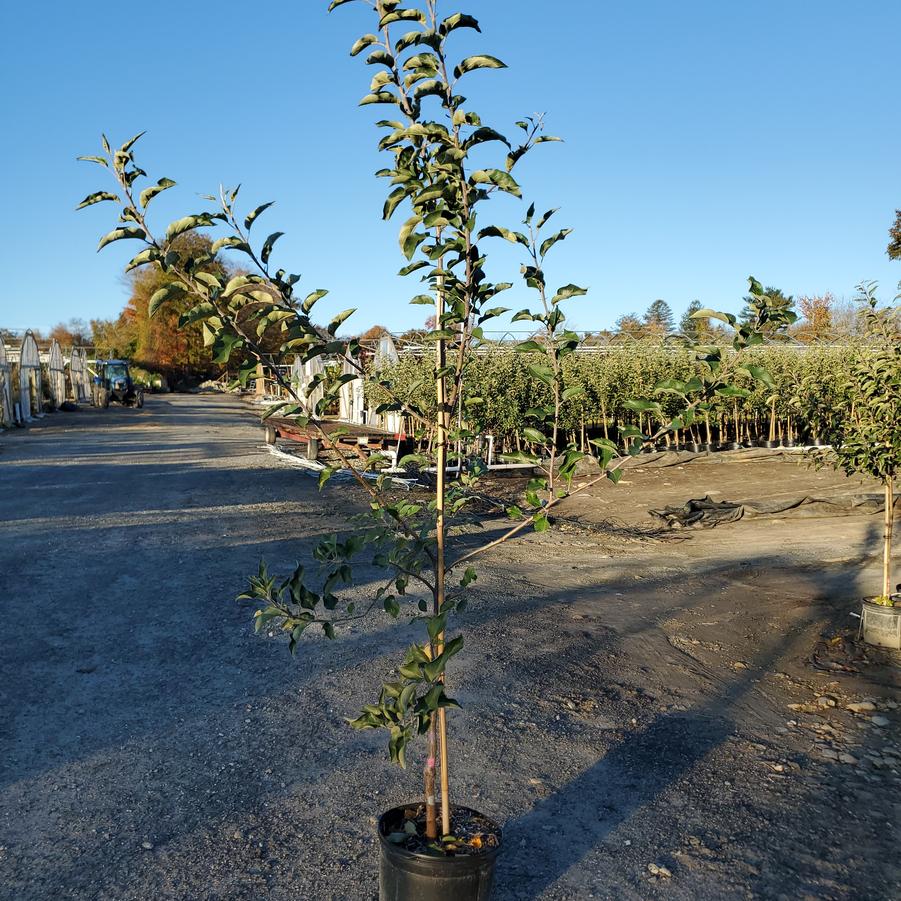 Malus domestica JonaStar®