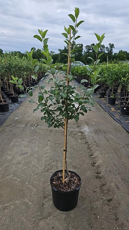 Malus domestica Honeycrisp 'Royal Red'