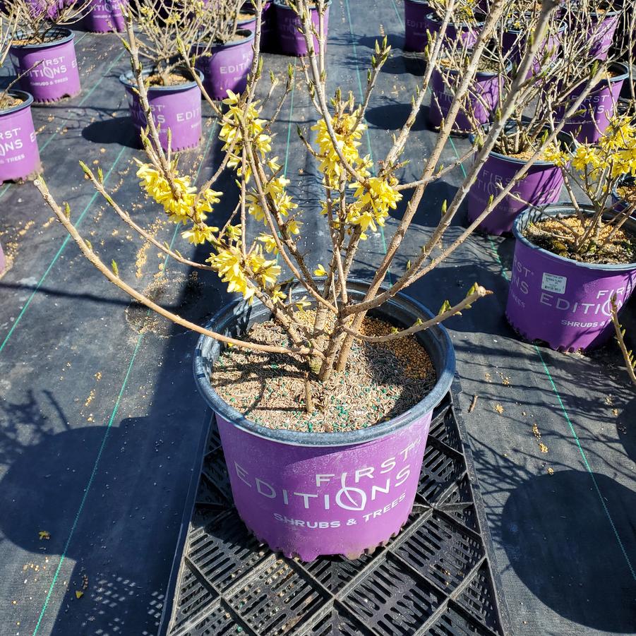 Forsythia Spring Fling™