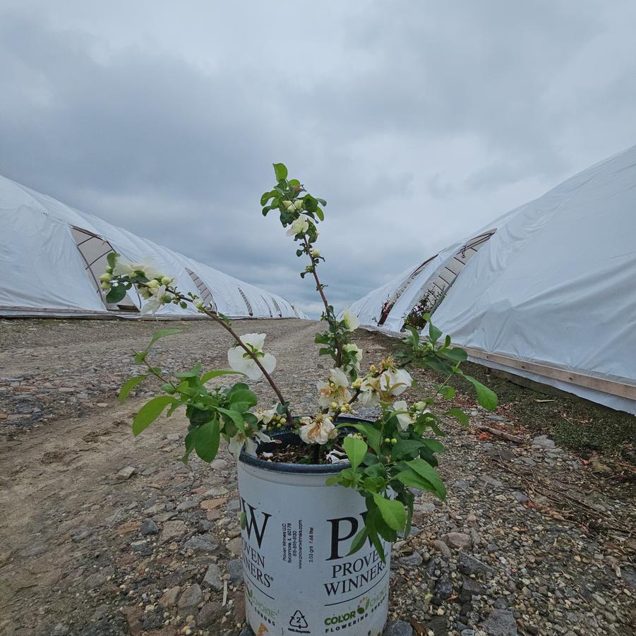 Chaenomeles speciosa Double Take Eternal White®