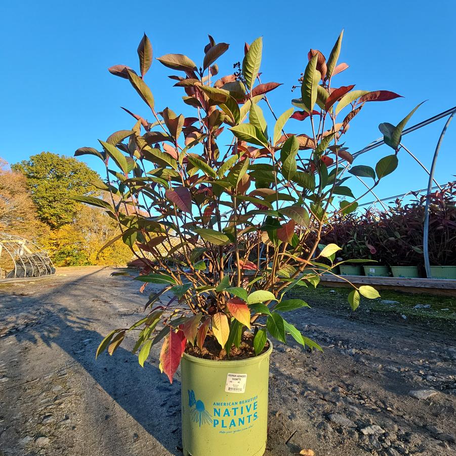 Viburnum cassinoides NativeStar® Raisinette
