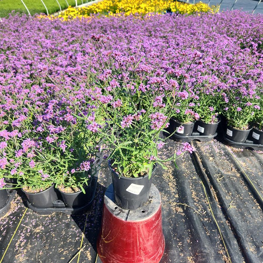 Verbena bonariensis 'Lollipop'