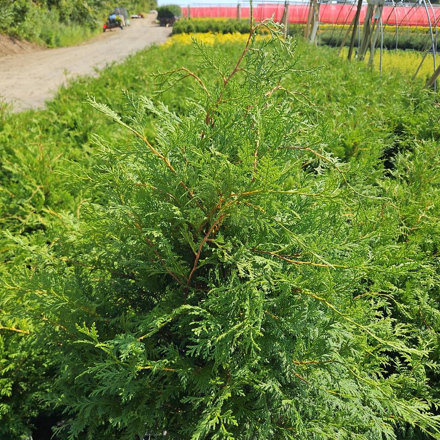 Chamaecyparis pisifera Cedar Rapids®