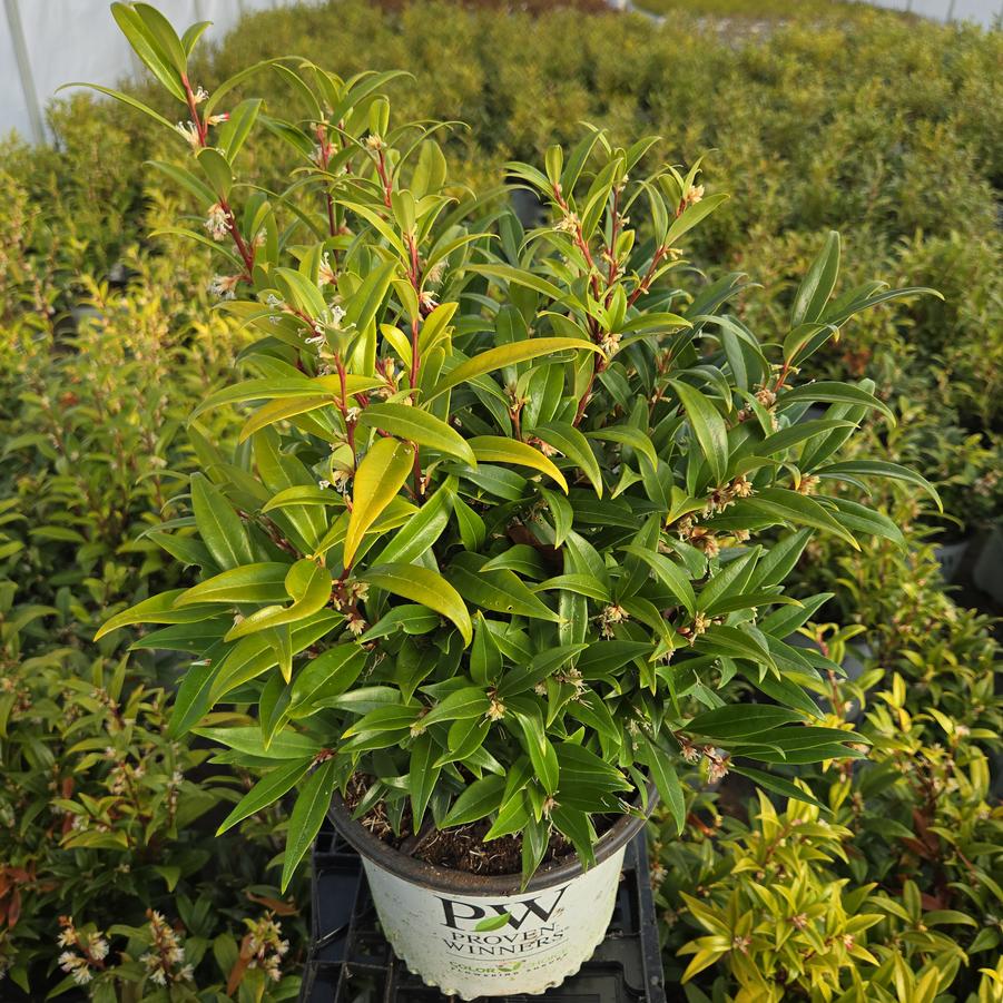 Sarcococca hookeriana Sweet & Lo™