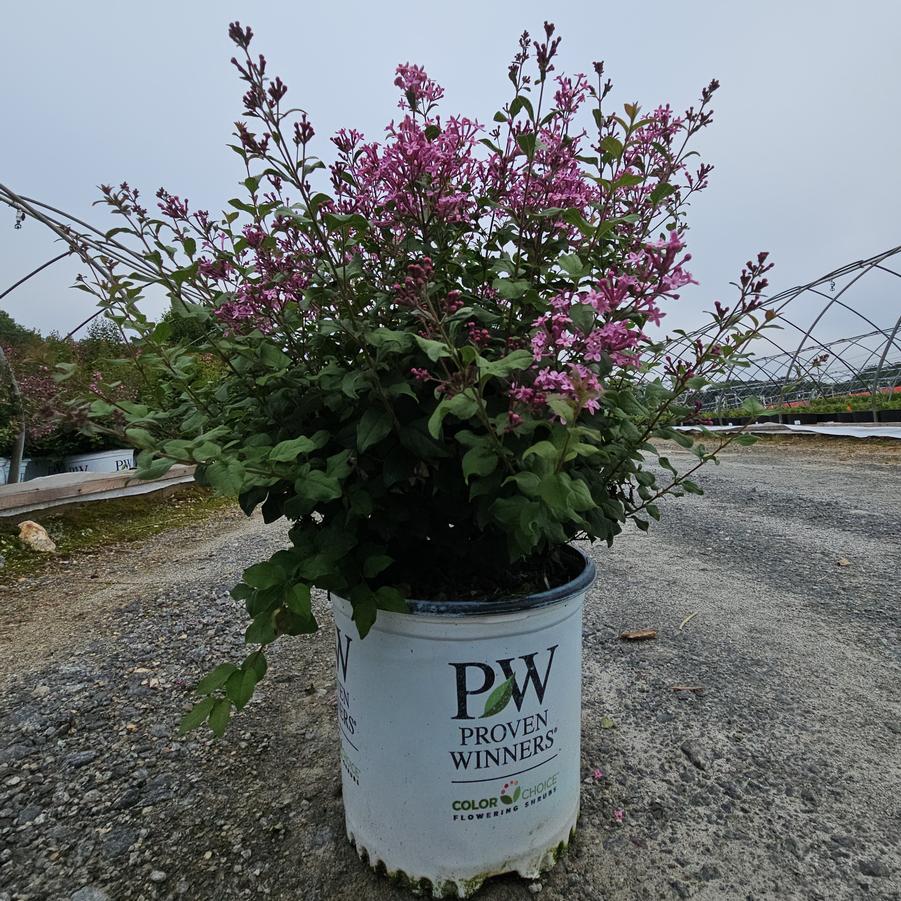 Syringa x Bloomerang® Purpink