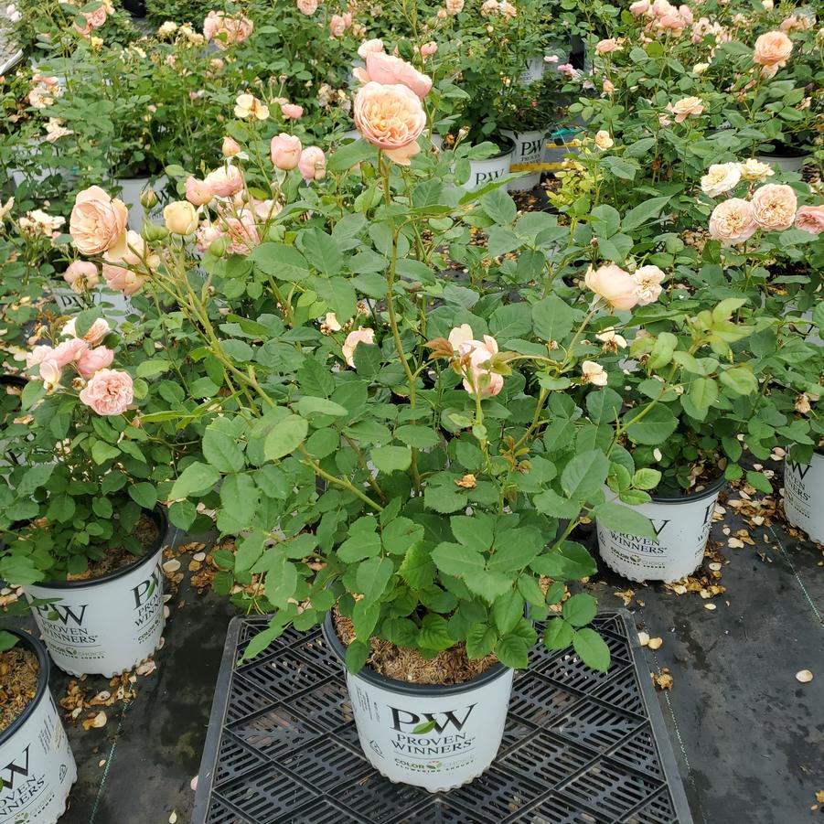 Rosa x Flavorette® Honey-Apricot