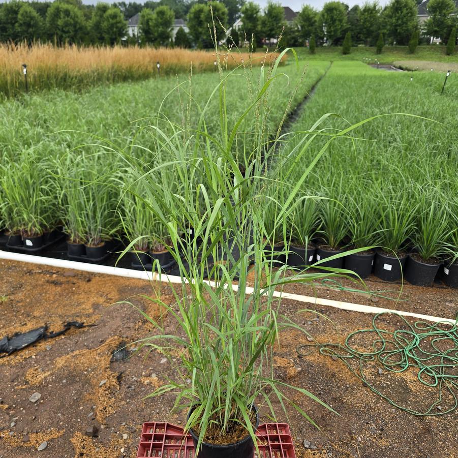 Panicum virgatum Heavy Metal