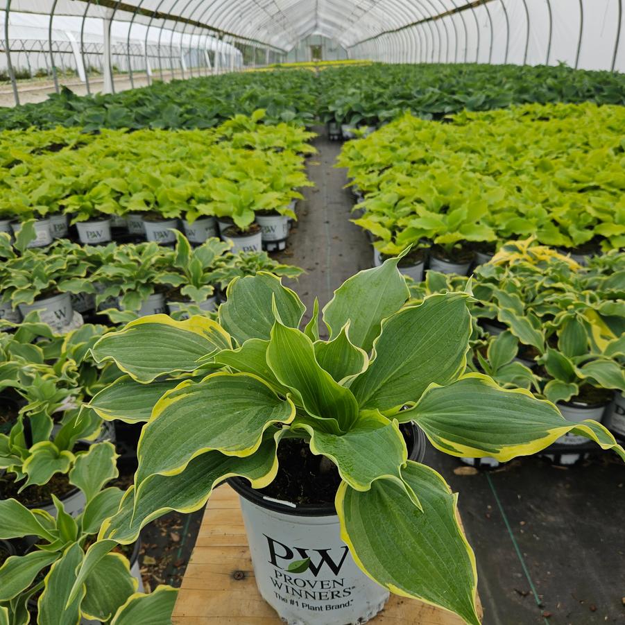 Hosta hybrid Shadowland® 'Hope Springs Eternal'