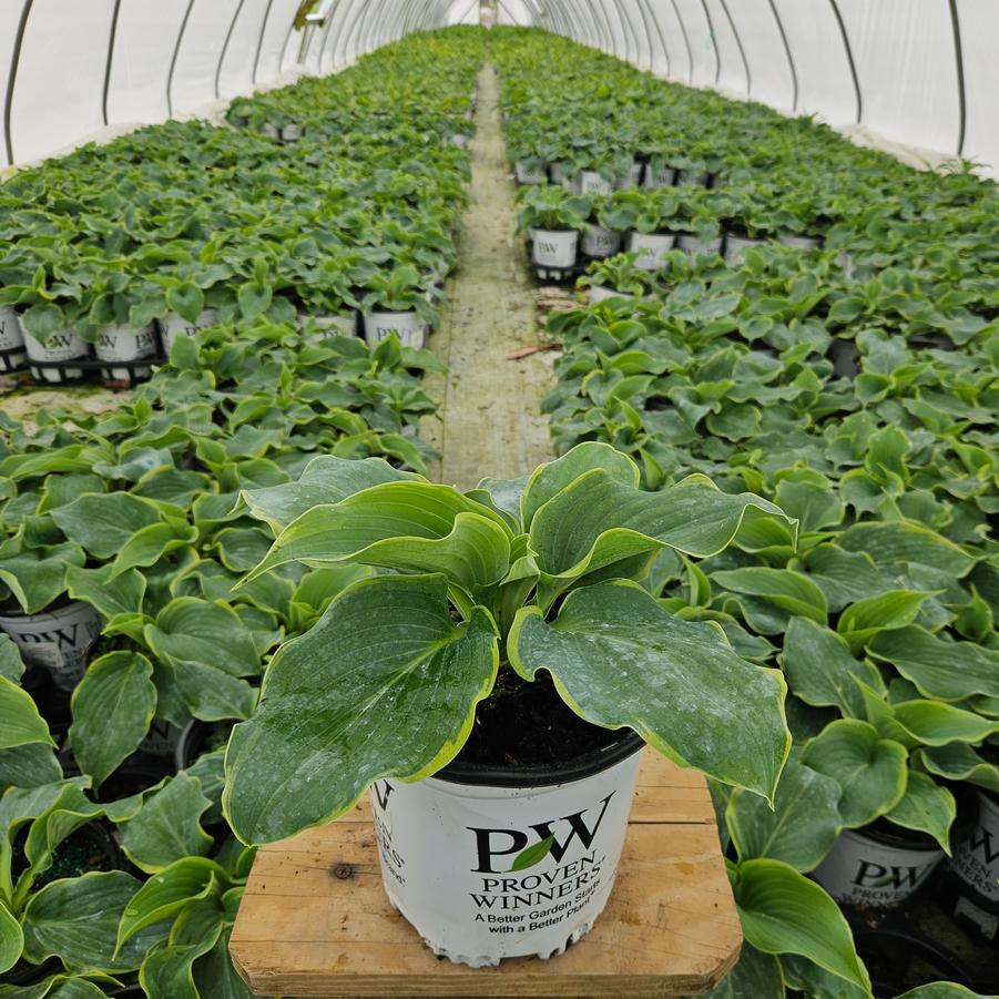 Hosta Shadowland® 'Gigantosaurus'