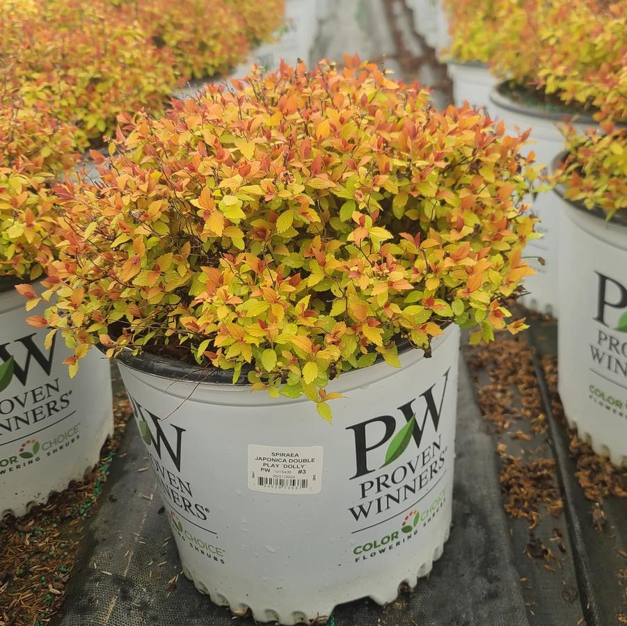 Spiraea x Double Play® Dolly™