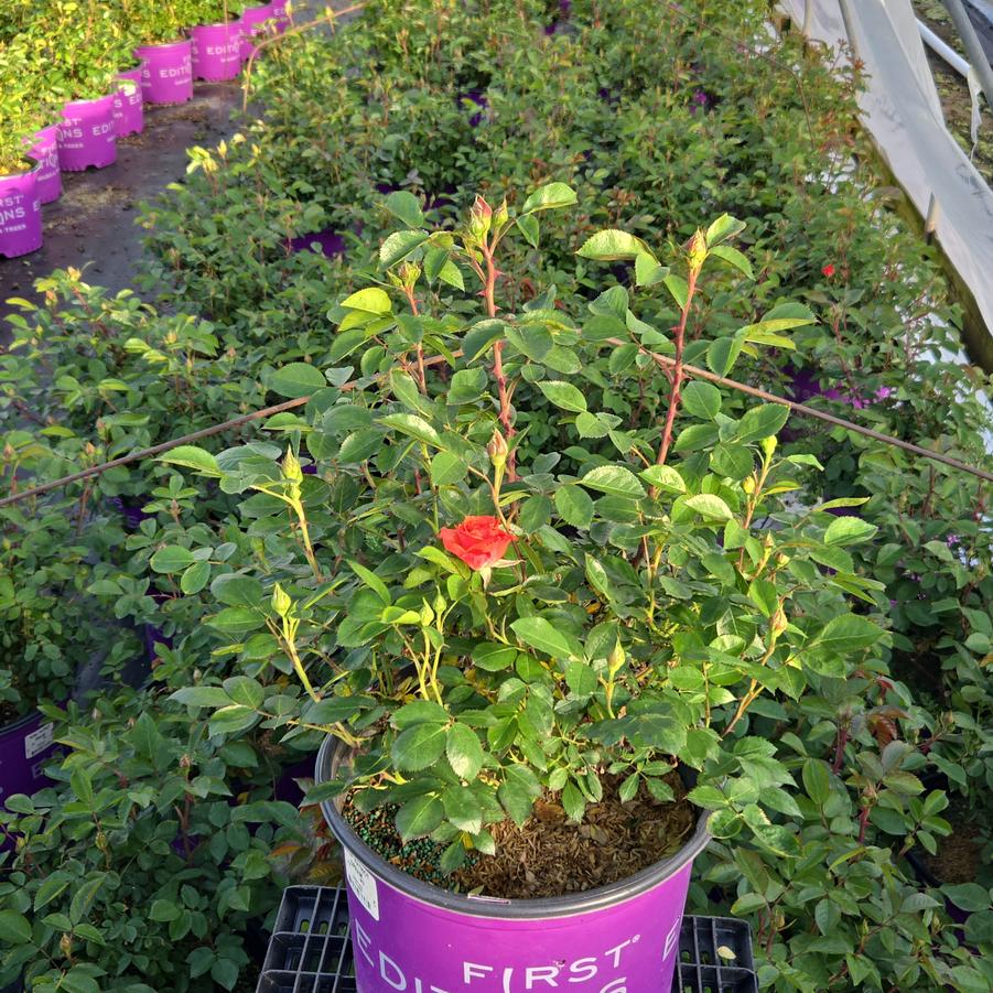 Rosa 'Patriot Dream'