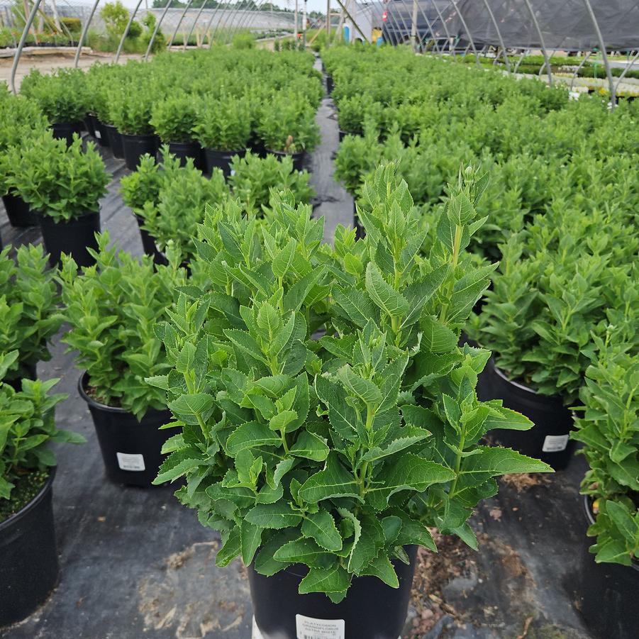 Platycodon grandiflorus 'Astra White'